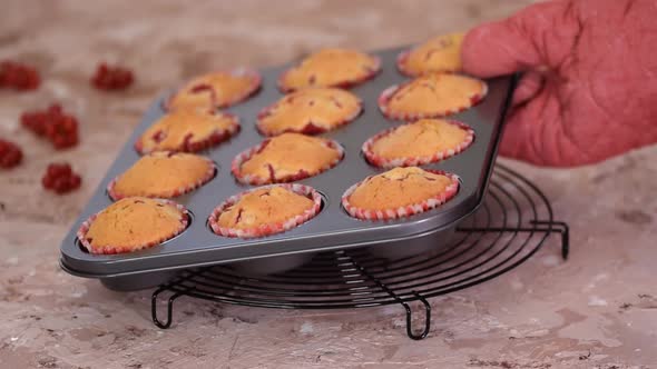 Freshly baked red currant muffins in a baking tray.	