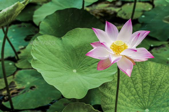 Lotus Flower, Mekong Delta, Vietnam, Southeast Asia Stock Photo by ...