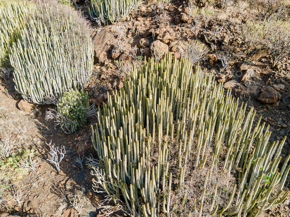 Cacti vegetation along the ravine Barranco Las Palmas, Gran Canaria, Spain