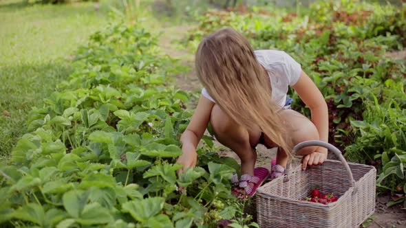 Little Girl Picking Strawberries in the Garden