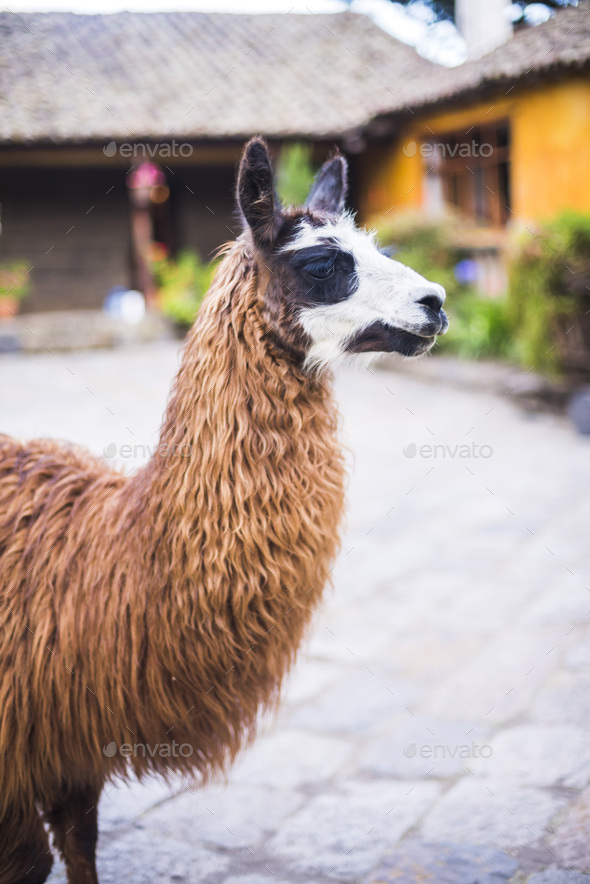 Llama at Hacienda San Agustin de Callo, luxury boutique hotel near Cotopaxi National Park, Ecuador,