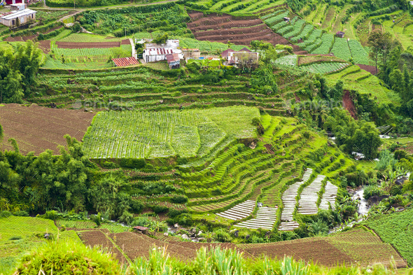 Aerial Photo of Terraced Vegetable Fields, Wonosobo Town, Dieng Plateau, Central Java, Indonesia - Stock Photo - Images