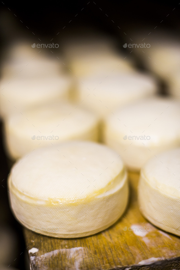 Cheese maturing in the cheese factory on the farm at Hacienda Zuleta, Imbabura, Ecuador, South Ameri - Stock Photo - Images