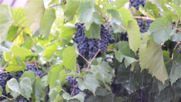 Vine Grapes In The Rain 1