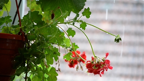 Pots Of Flowers In The Rain