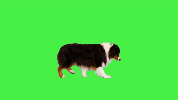 Australian Shepherd Dog Walking Fast on a Green Screen Chroma Key alt