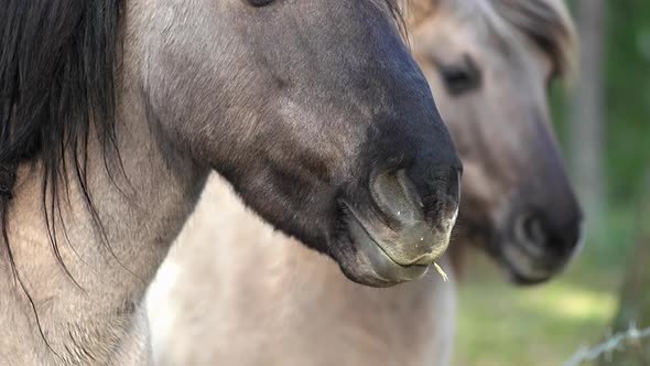 Two gray horses with a black mane are standing sideways to the camera