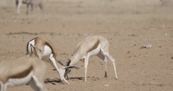 Springbok Ready to Fight