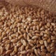 a Pile of Wheat Grains Close Up - VideoHive Item for Sale