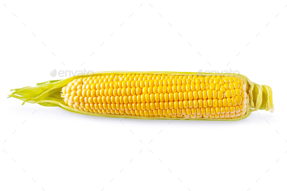 Sweet corn ear isolated on white background