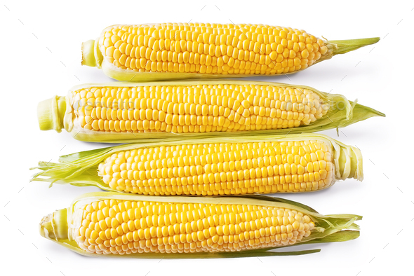 Sweet corn ear isolated on white background