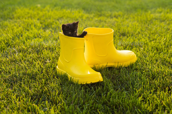 kitten rain boots