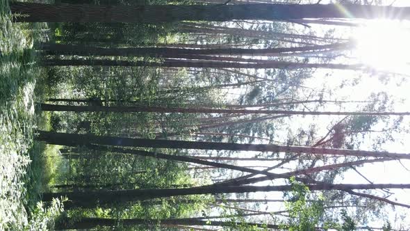 Vertical Video of Forest Landscape in Summer Slow Motion alt