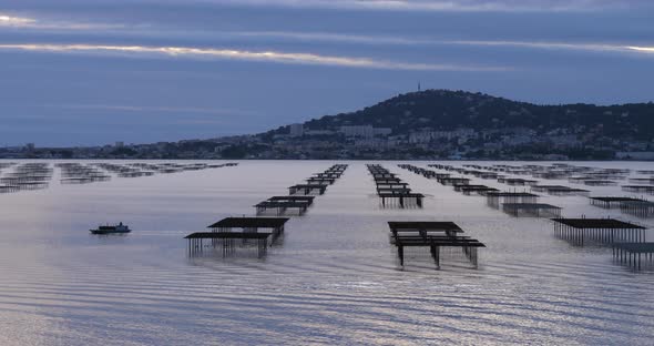 Oyster farming, pond of Thau, Bouzigue, Occitanie, France alt