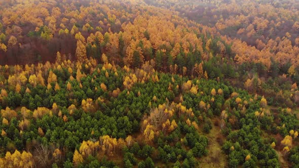 Amazing aerial birds eye view forest, trees at fall season