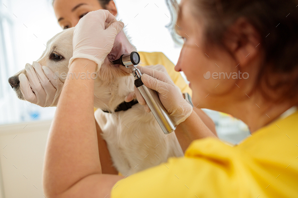 Woman veterinarian examining dog in animal hospital