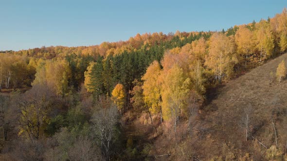 Amazing beautiful autumn forest alt