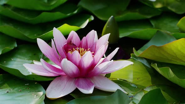 Close up of Water lily. Lotus flower in nature