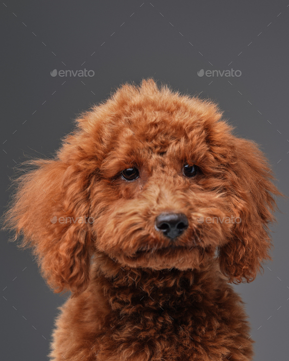 Fuzzy Puppy Toy Poodle