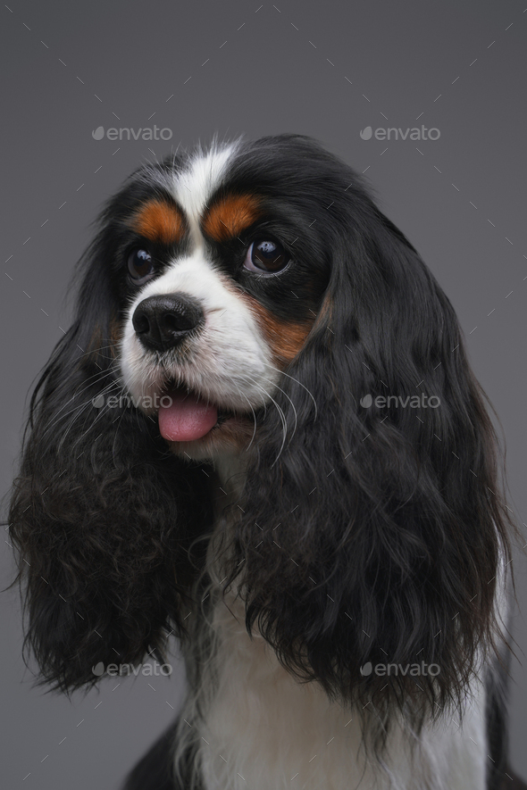 Breed portrait Cavalier King Charles Spaniel