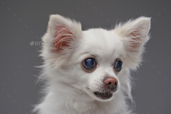 Closeup Portrait Chihuahua dog in stylish clothes. Gray background