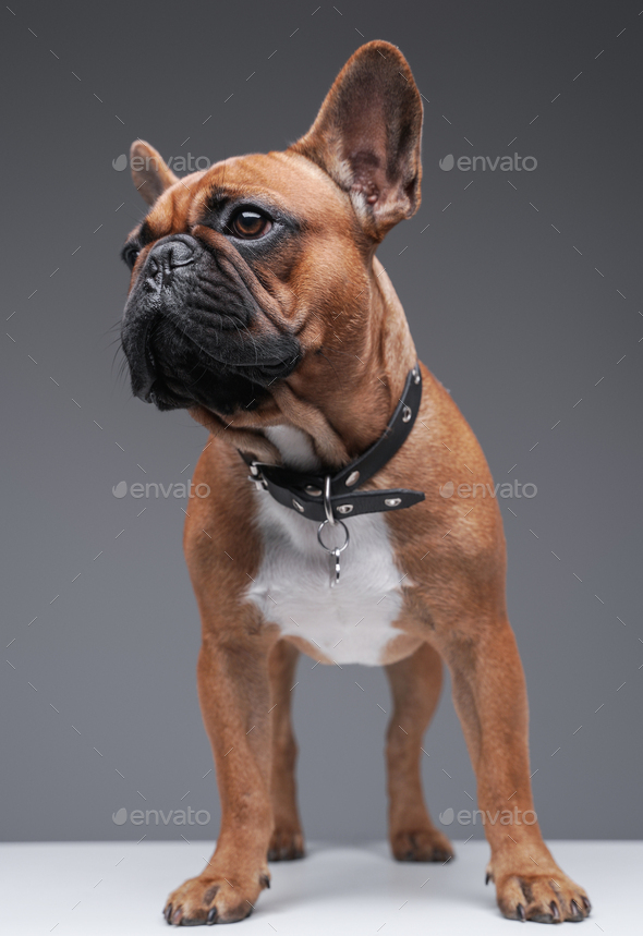 Single purebred bulldog with brown fur against gray background