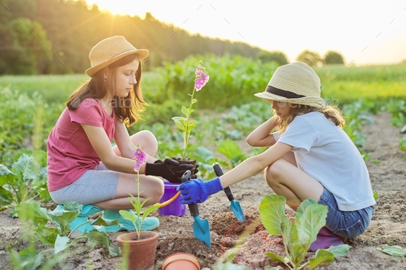 Children girls planting flowering pot plant in ground Stock Photo by ...