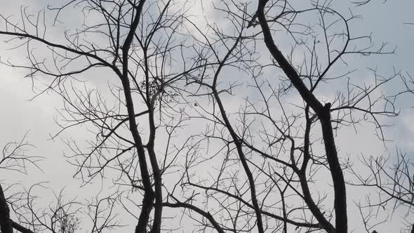 View of dry tree branch without leaves against a blue autumn sky background. alt