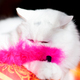 White Angora cat - PhotoDune Item for Sale