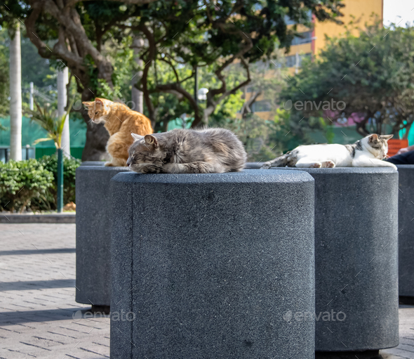 Cats at Kennedy Park (The Cat's Park) in Miraflores District - Lima, Peru - Stock Photo - Images
