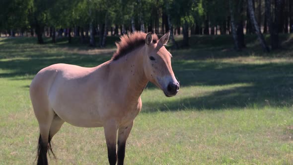 Horse of Przewalski Walking on the Lawn on a Sunny Summer Day alt