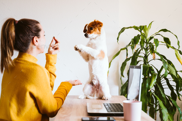 woman working on laptop at home,cute small dog besides.Home office