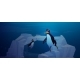 Penguins Swim Underwater in Antarctic Ocean