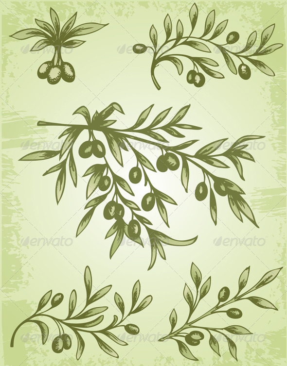 Vintage Olive Branch - Flowers & Plants Nature