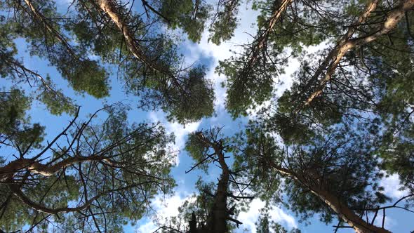 Green pine tops in front of the blue sky swaying in light wind.