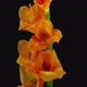 Time-lapse of opening orange gladiolus flower - VideoHive Item for Sale