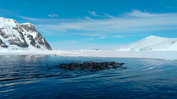 Gentoo Penguins in the Water in Antarctica
