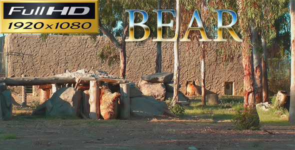 Bear in the Zoo Park - Nature FULL HD alt