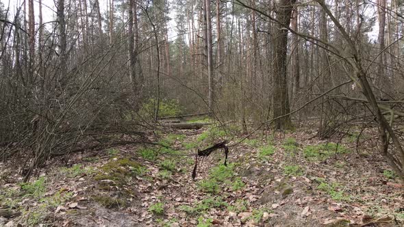 Aerial View of the Road Inside the Forest alt