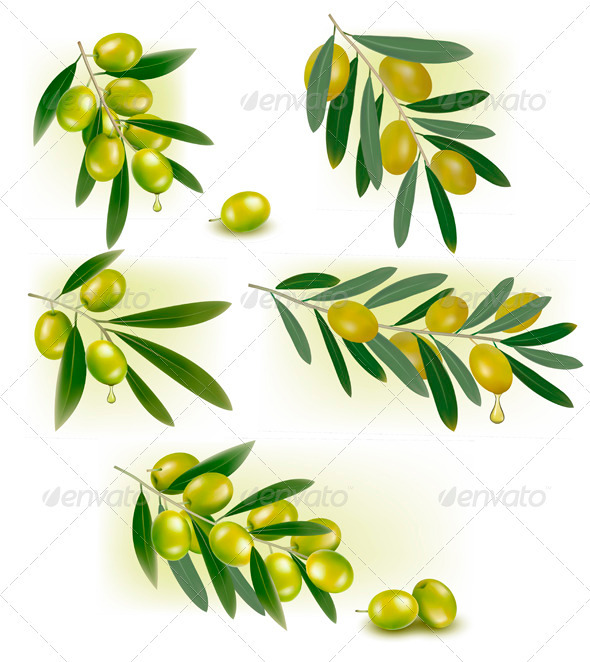 Set of Backgrounds with Green Olives Vector - Food Objects