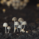 Small mushrooms toadstools. Selective focus - PhotoDune Item for Sale