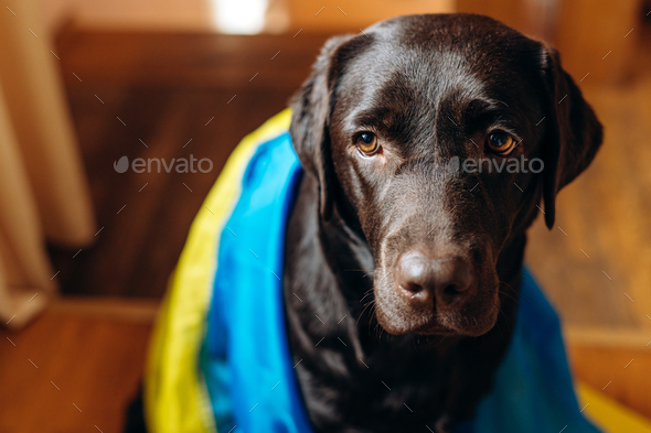 Brown Labrador breed dog covers Ukrainian blue and yellow flags need support