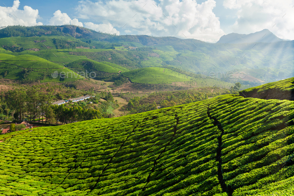 Tea plantations in India Stock Photo by f9photos | PhotoDune