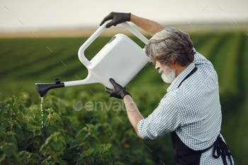 Senior man watering brush in the garden