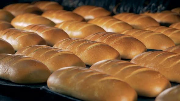 White Bread on a Tray. Baked Bread on a Tray at a Plant alt