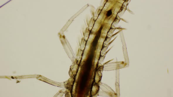 Mayfly Nymph Dorsal View Under The Microscope alt