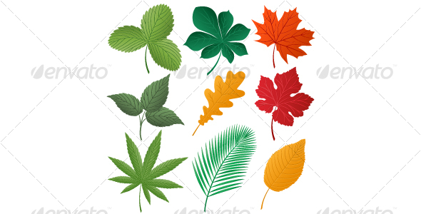 Isolated image of a leaves - Seasons Nature