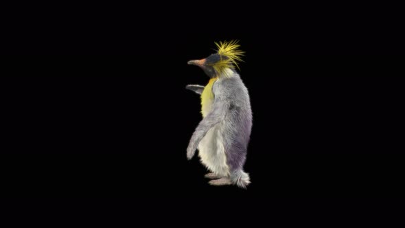 79 Penguin Dancing 4K alt