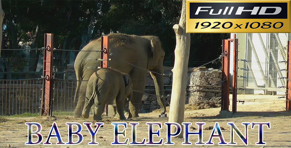 Baby Elephant With Mom In Zoo alt