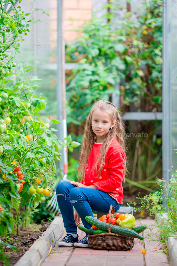 Little girl collecting crop cucumbers and tomatos in greenhouse ...